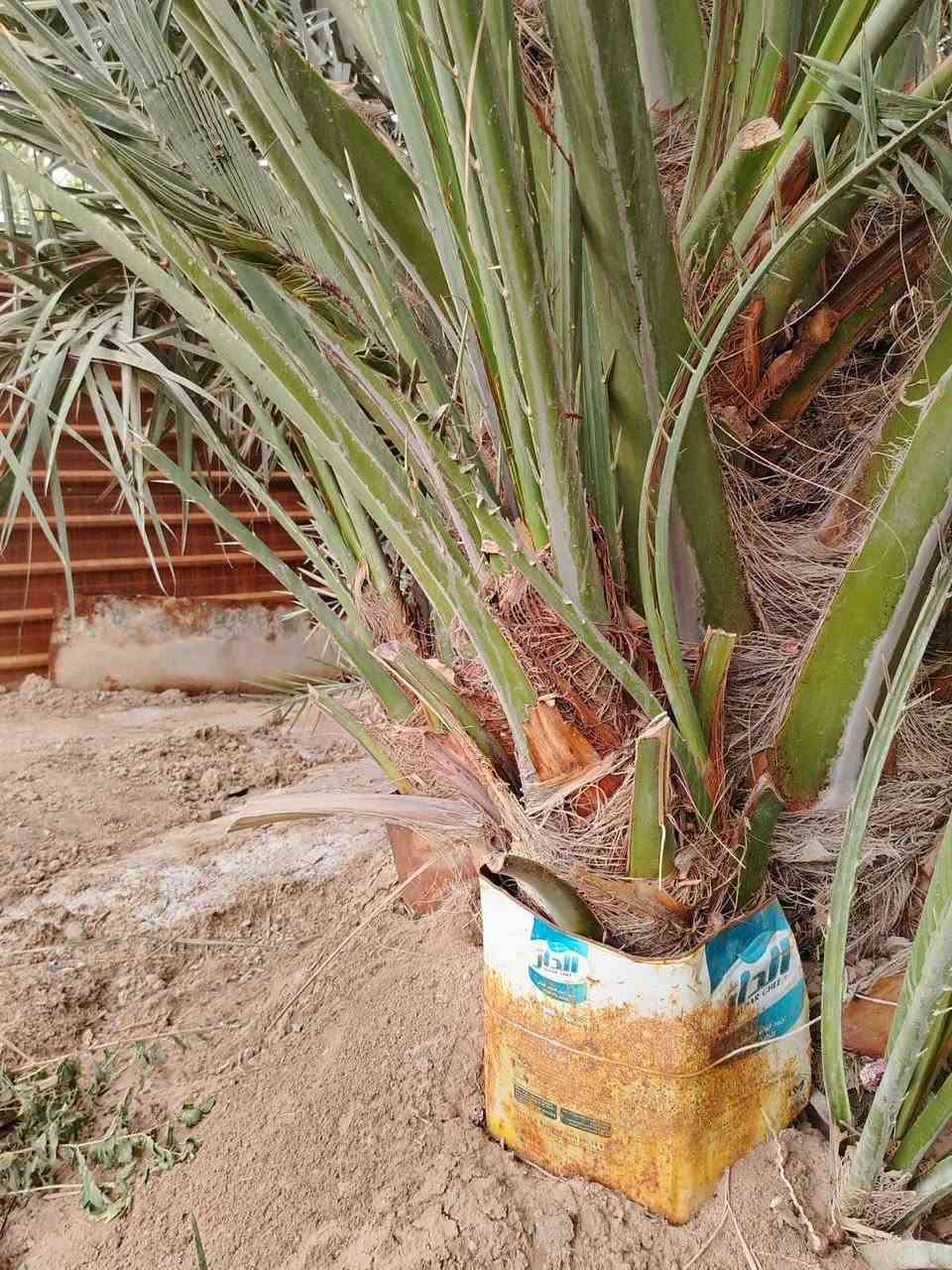 برحي ابو خصيب لبيع *********** البصرة, العراق
