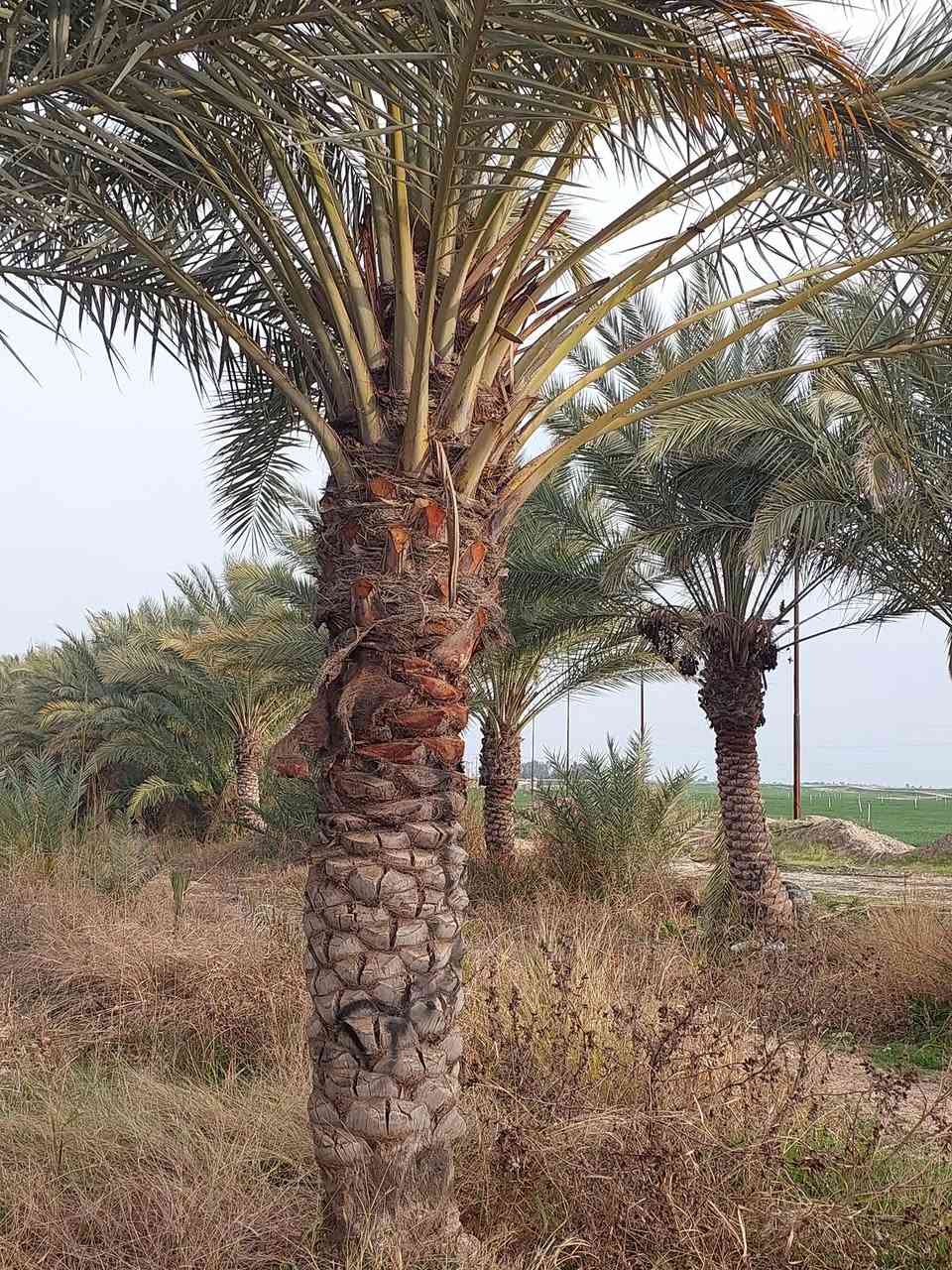 @0السلام عليكم يوجد نخل للبيع احجام خشنه وحجام قنينه عنواني صلاح الدين سامراء الستفسار ***********
