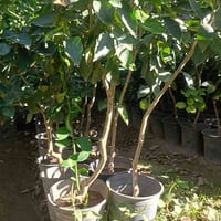 برتقال عراقي • جملة فقط • جزيرة بغداد السياحيه