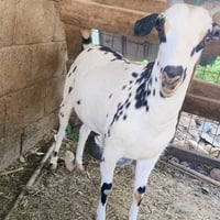 عنز غزلانية • ماعز للبيع • عنز والدة • ماعز غزلاني • عنز سمينة • حيوان...