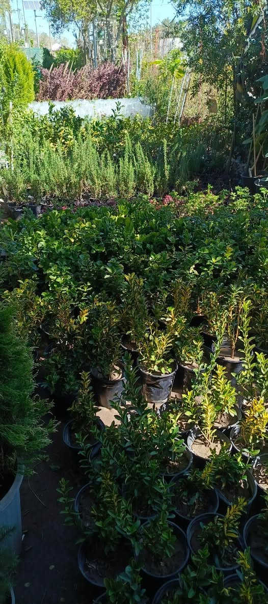 يا الله يتوفر يم # مشتل_المسرة تشكيلة واسعة ومتنوعة من النباتات الزينة التي تضفي جمالًا وسحرًا على أي حديقة أو مساحة داخلية. ويقدم المشتل خيارات متعددة تناسب مختلف الأذواق، مما يجعله الوجهة المثلى لمحبي النباتات والمهتمين بتزيين منازلهم أو أماكن عملهم بالنباتات. العنوان الدقيق للمشتل يقع في حي المعلمين الأولى، مباشرة مقابيل ثانوية موطني، مما يجعله من السهل الوصول إليه سواء كنت تجتاز المنطقة لأول مرة أو كنت من سكان المنطقة.


**إذا كنت صاحب هذا الإعلان وتريد حذفه لأي سبب، رجاءا أرسل رسالة إلى الدعم الفني**