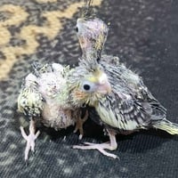 افراخ كوكتيل • فاو