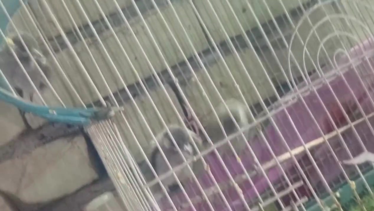 السلام عليكم بلابل اليفات كبار التك ب 25 قفل


**إذا كنت صاحب هذا الإعلان وتريد حذفه لأي سبب، رجاءا أرسل رسالة إلى الدعم الفني**