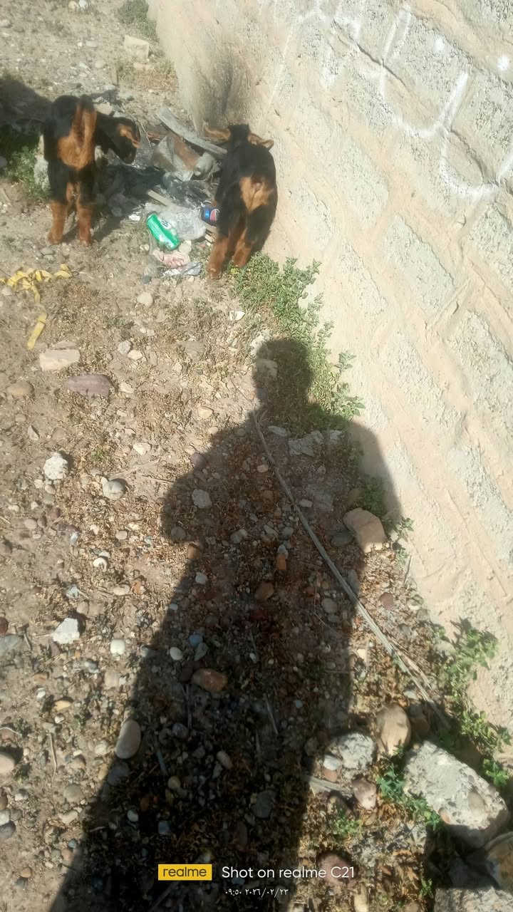 للبيع عنز وراها توم فحل ونثية للاستفسار الاتصال على ***********
