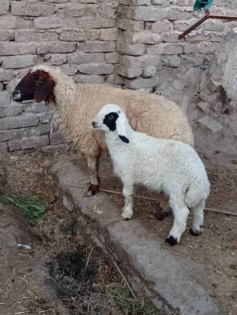 نعجه مطفل وراه فحل ملاحظه بيه ثدي عايب لاكن شابعه ابنه لبيع.
السعر 475العنوان حله ***********
