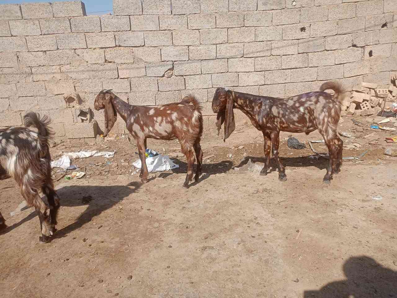 3 صخول نمريات درجة اولى فحل وصخلتين للبيع  الشراي يتصل ***********

