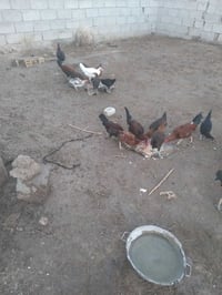 دجاج عرب • للبيع