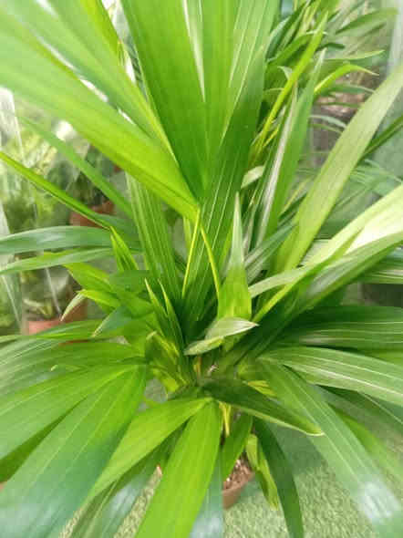 مثل ماعودناكم زبائننا الكرام وصباحكم  جميل
ألان #وصول وجبه من النباتات الضليه والشمسيه 
كل ماهو جديد وغريب تجدونه لدى مشتل حدائق اهلنه   
سجاد كافه الالوان السعر 5000
شجرة الفراشه ضليه دائميه السعر 7000
شجرة الزامبيا ضليه السعر 7000
شجره الشراع 6000
ورد جوري ايراني السعر 5000
عصا موسى السعر 2000 متر 

للاستفسار مراسله الواتساب . ***********

يوجد لدينا خدمه توصيل ناحية الحمزة فقط🚐 

يوجد كادر تنضيف وزراعه

العنوان بابل الحمزه الغربي ع 

حي الحسين قرب عباس برهي للجمله 

 مقابيل مدرسة المكرمه 

زيارتكم تشرفنا
