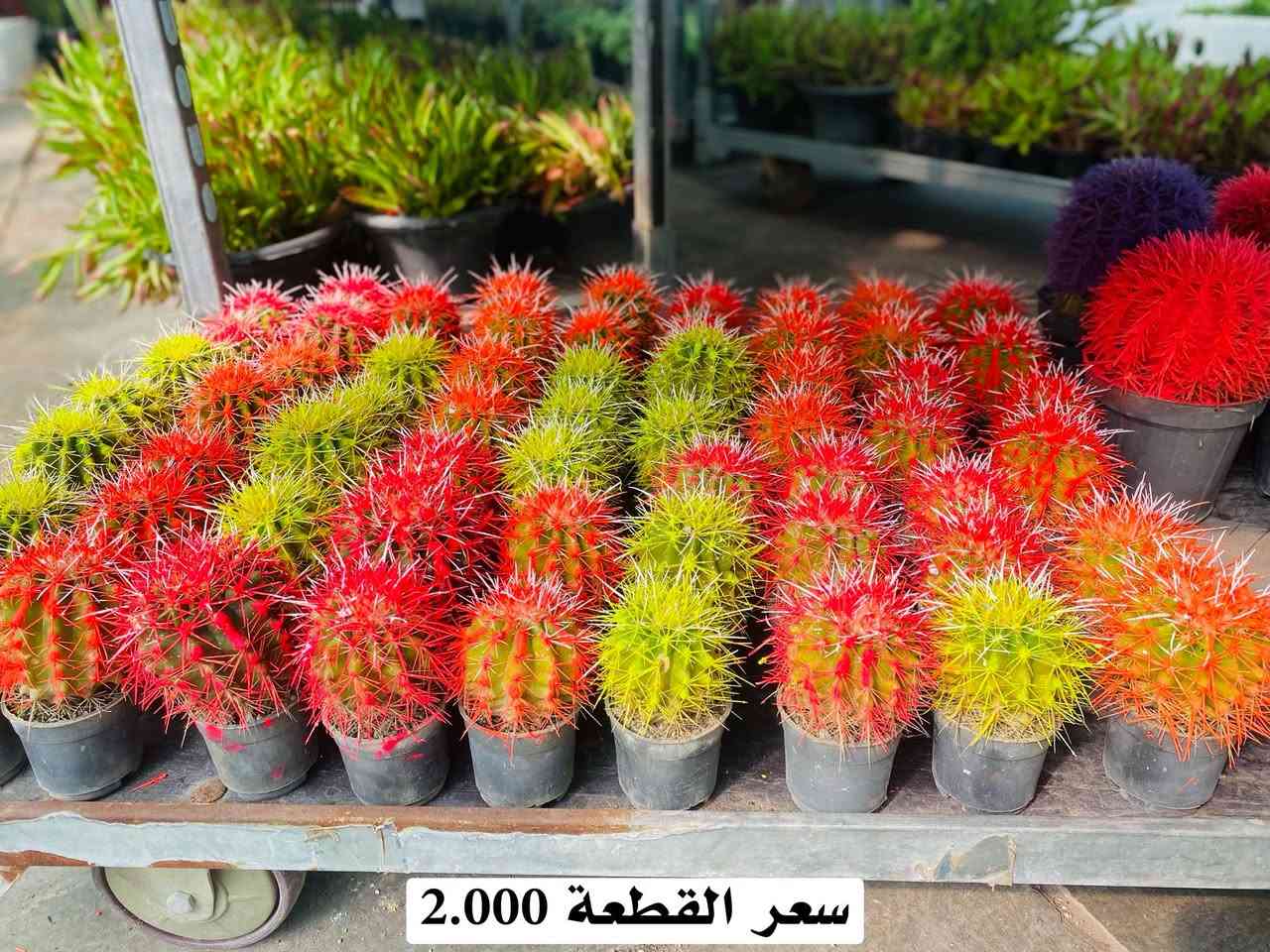 يالله وجبة جديدة انشاء الله الاسعار داخل الصور 
للطلب والاستفسار 
***********
