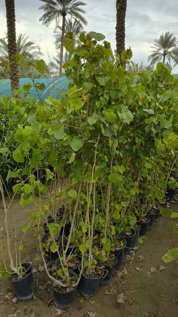 من رخصة الادمن نباتات ضليه وخارجيه التوصيل مجاني الحجز واتساب ***********
التوصيل فقط داخل كربلاء مجاني ما عندي توصيل محافضات
