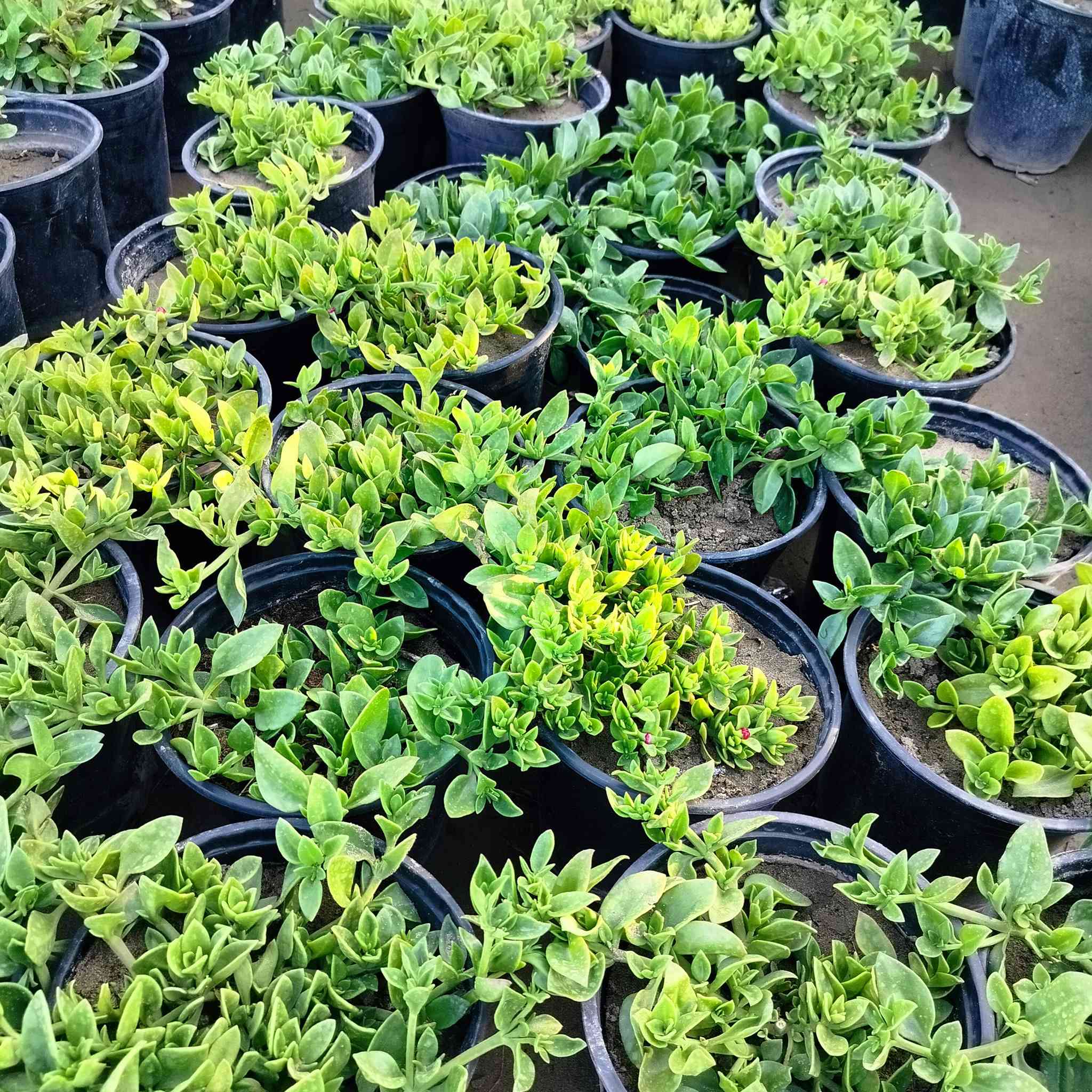 الكزانيا،الثلجية،تراجي العروس متوفرة في مشتل النورين


**إذا كنت صاحب هذا الإعلان وتريد حذفه لأي سبب، رجاءا أرسل رسالة إلى الدعم الفني**