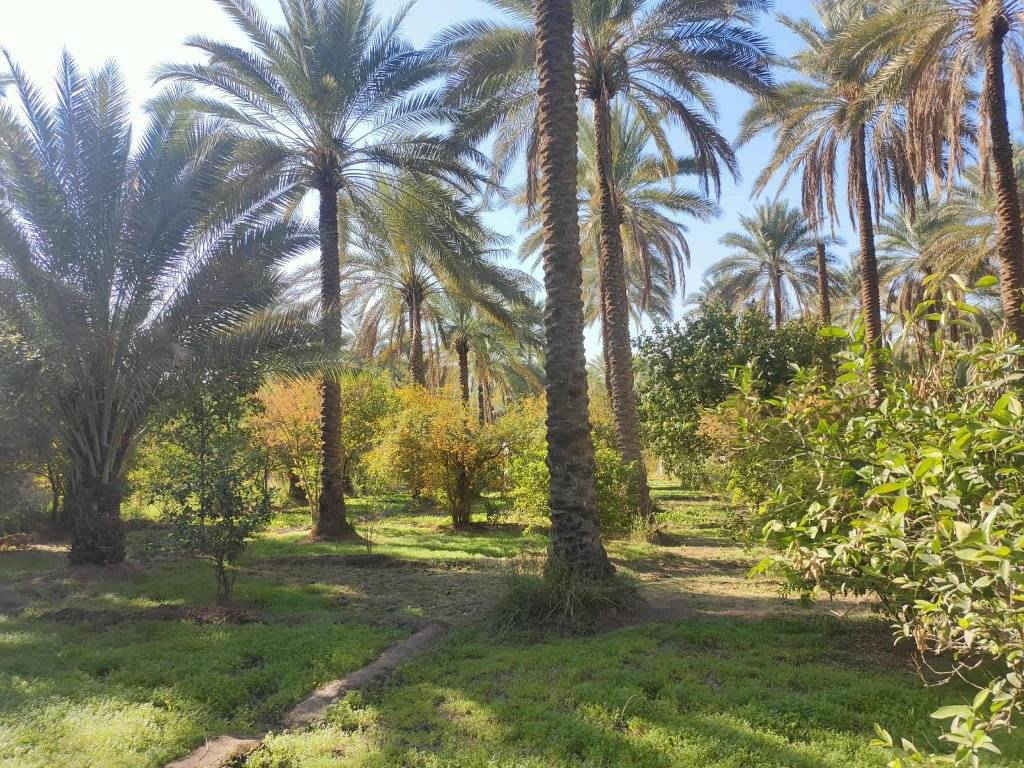 السلام عليكم دونم ونص دونم ونص مباشره بالحسينيه عالشارع مباشره بمنطقه العطيشي قريب على مدرسه السفير منطقه ابو تمر ببيت والمثل ما تشوفوه بستان مرتب وكامل جاهزه خدمات كامله مي مدارس كهرباء مي دلال اي استفسار اتصال بالرقم اللي راح نخليكم اياه بيكم خير وتدللوا وسعره مناسب ان شاء الله ابيع مستعجل اخوان
الاتصال ع الارقام 
***********
***********
