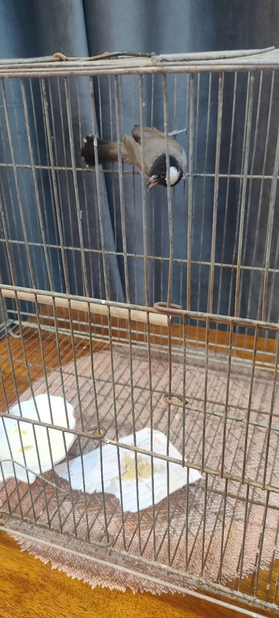 بلابل للبيع اليف وطور فحل مكان الشعب


**إذا كنت صاحب هذا الإعلان وتريد حذفه لأي سبب، رجاءا أرسل رسالة إلى الدعم الفني**