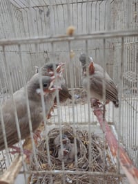 افراخ بلابل • ١٠
