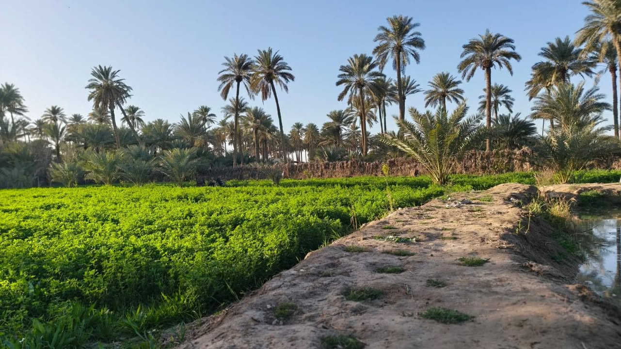 بسم الله الرحمن الرحيم 
للبيع مزرعه المساحه 3 دوانم
الموقع النجف الحيره بالقرب من محطة وقود الساقي
مسيجة بالكامل  
المزرعه مجهزه بتجهيز كامل
تحتوي على بيت 🏡 وحقل
 المواشي 
 وتحتوي على اجود انواع النخيل والحمضيات والفواكه +ماطور كهربائي
طابو زراعي سند 25 تحويل مباشر 
الواجهة 65 متر تطل على نهر 
خدمات كامله  ماء اساله وسقي وكهرباء 
للاتصال والاستفسار يتوفر واتساب 
***********  متوفر واتساب 🌴
