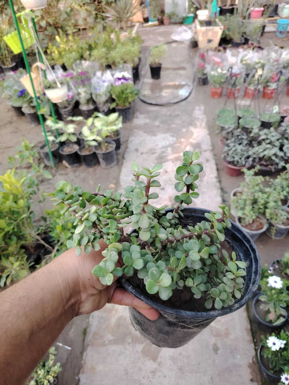 🌿 دمعة طفل كثيفة 🌿
نبات زينة مميز بأوراقه الكثيفة وشكله الناعم
دائم الخضرة مقاوم للحرارة والاجواء العراقية 
مناسب للحدائق، السنادين، والتنسيق الخارجي 
يعطي منظر هادئ ولمسة جمالية راقية
📍 متوفر في مشتل ضفاف دجلة
سعر الشتله ٢٠٠٠ دينار فقط 💥


**إذا كنت صاحب هذا الإعلان وتريد حذفه لأي سبب، رجاءا أرسل رسالة إلى الدعم الفني**