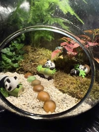 تيراريوم • قليل العناية • توصيل