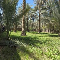 أرض للبيع كربلاء • دونم زراعي • بستان كربلاء • أرض شارع الحسينية • عقا...