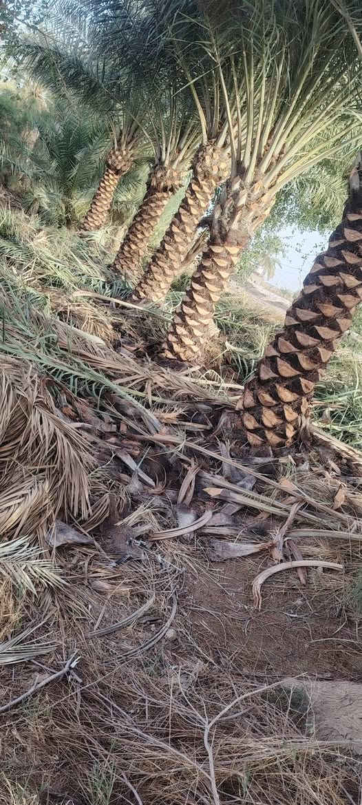 السلام عليكم يوجد حطب بسعر مناسب الي يريد يتصل للاستفسار
***********
