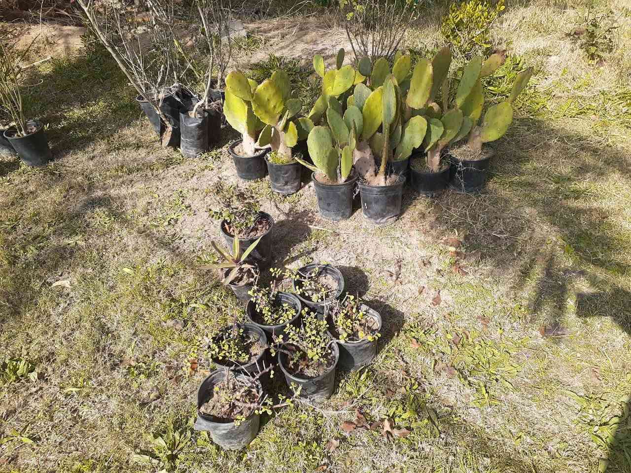 سلام عليكم شتلات البيع سبار واشنطن زيتون دفله ابيع لكل على 1٫500
لا تعامل وما ابيع مفرد 
الاتصال 📞***********
