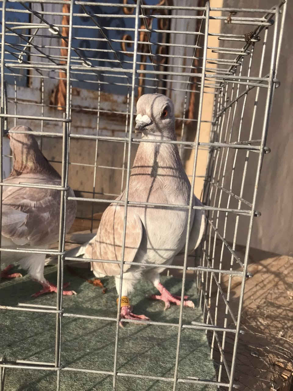 متاح 13 تك كحالي مال موصل كله زواج شراي تفضل خاص او تصل كلهن ب 70 الف ‭0789 165 3237‬
