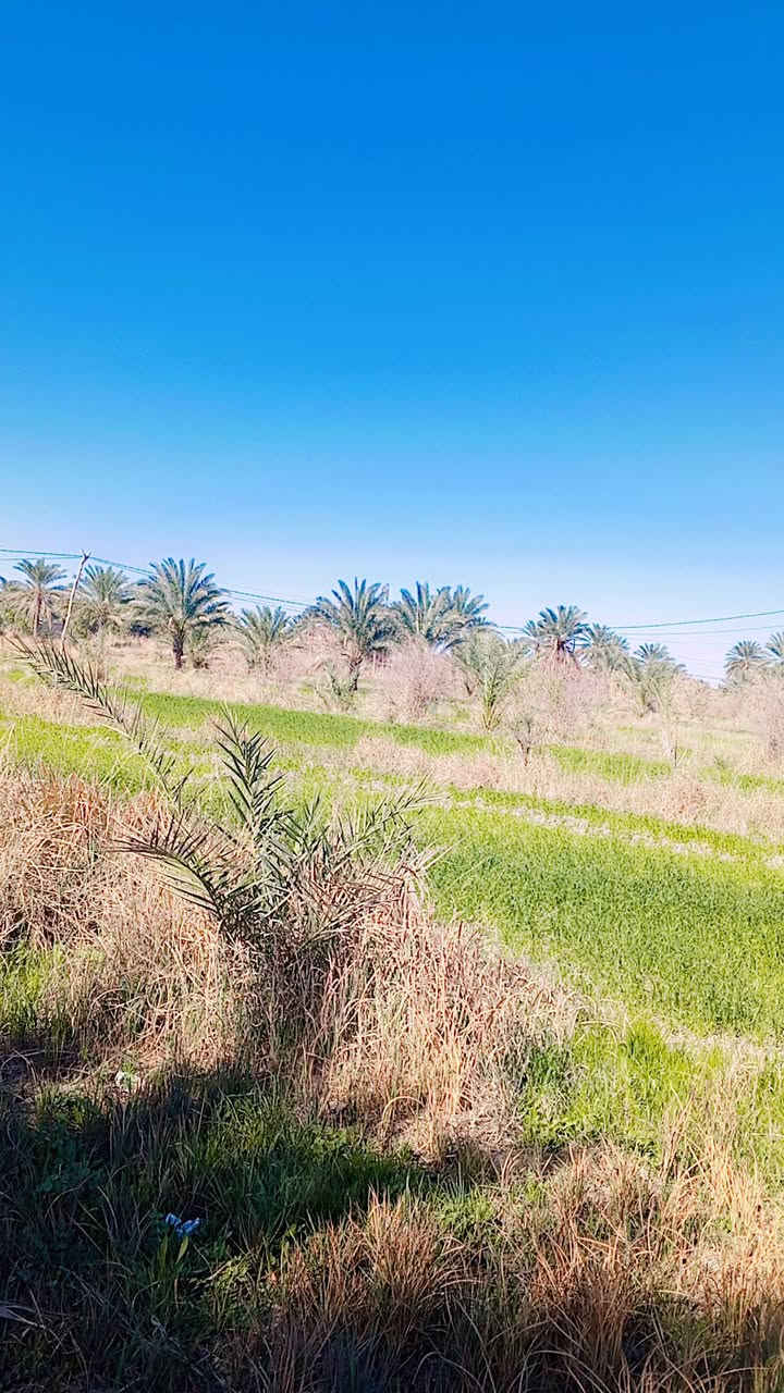 .....(اللهم صل على محمد وال محمد)............

_________(اليوم العرض نار 🔥)________

يعلن مكتب الزهراء للعقارات والمقاولات العامه لبيع وشراء الاراضي والدور السكنيه والبنايات التجاريه يعلن عن دوانم اصلاح زراعي 

المساحه الكليه/8دوانم كامله ومخدومه

جنس العقار/عقد زراعي سند 36 

الخدمات ماء للسقي وما اساله وكهرباء وطني ومولد متوفره والارض مخدومه من كافه النواحي 

الارض صالحه للزراعه ومخدومه تتوفر فيها النخيل ومزروعه جت وشعير والارض كلش حلوه وموقع ممتاز كلش راقي 

يتوفر فيها بيوت عدد اثنين كاملات وصالحات للسكن كل بيت يحتوي على غرفتين نوم واستقبال وصاله ومطبخ ومجموعه الصحيات خارجيه وداخليه وحدائق خارجيه وداخليه ومناور

الموقع/الحصن/ قرب مدرسه حاتم الطائي

السعر / يرجى مراجعه المكتب 

للاستفسار اكثر يرجى مراجعه المكتب مكان المكتب بابل المسيب مفرق معمل الاسمنت 
او الاتصال على ارقام 
***********
@إشارة #للجميع
