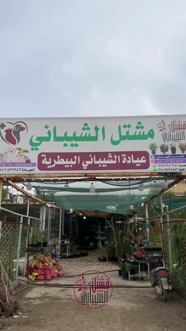 يعلن مشتل الشيباني عن تخفيضات على كل النباتات داخليه و خارجيه خلال أيام العيد الفطر المبارك 🌙 🌿


**إذا كنت صاحب هذا الإعلان وتريد حذفه لأي سبب، رجاءا أرسل رسالة إلى الدعم الفني**