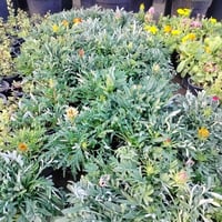 الكزانيا • الثلجية • مشتل النورين