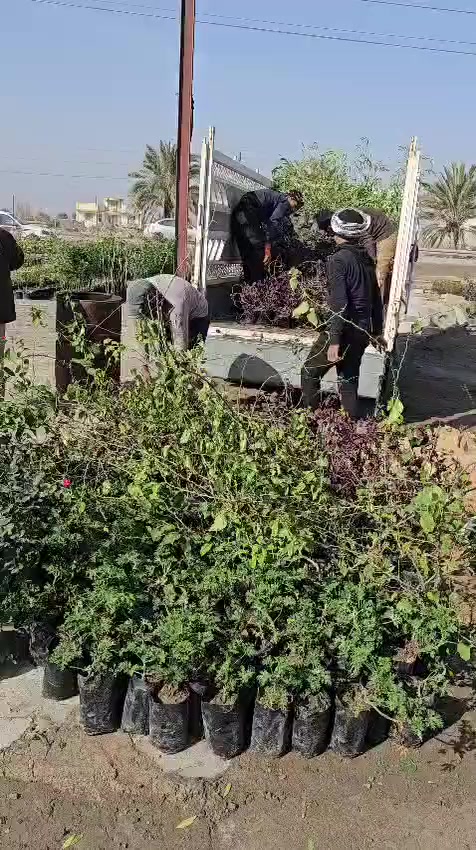 متل الغانمي الفرع الاول الديوانية قضاء سومر 
الفرع الثاني طريق ديوانيه دغاره مجاور عقيل ابو المخضر 
*********** /***********
