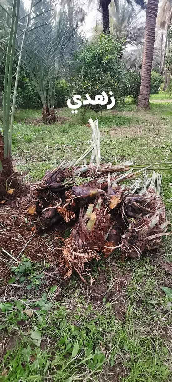 فسايل
عويدي
عمراني
زهدي
***********
