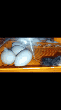 متاح .فقاسة خير من الله .(بيضة٥٦)
(فول اوتماتيك) .تفقيس 100 %و تشتغل كهرباء +شحن بطارية [نظافة الفقاسة 95% ]  .المكان ديالى بعقوبة( السعر ١٠٠ألف) اللاستفسار[ ***********] .اخوان الموشري لايتصل !
