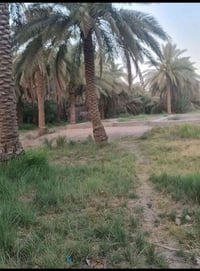 طابو زراعي • ١٢٥٠م • نهر ري