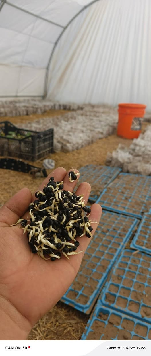 4 هەزار  شەتڵی بامێی دوانزە ئیمام بە شەرت بەردەستە  . لەگەڵ باینجان و بیبەری تون . گەیاندن هەیە   هەرکەس خوازیار بوو  ئەتوانین بۆی بنێرین


**إذا كنت صاحب هذا الإعلان وتريد حذفه لأي سبب، رجاءا أرسل رسالة إلى الدعم الفني**