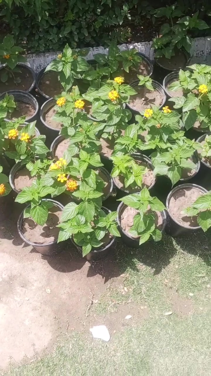 يوجد خدمة توصيل داخل لكوت فقط احجز وستفسار مرسلتنه خاص


**إذا كنت صاحب هذا الإعلان وتريد حذفه لأي سبب، رجاءا أرسل رسالة إلى الدعم الفني**