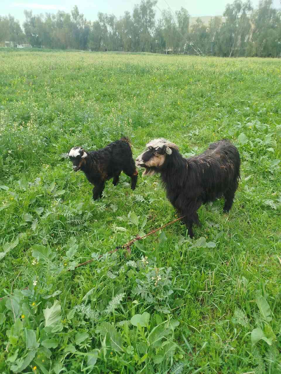 2 بزنو کاریك  فرۆشتن جوانن  ساغو تە ندروست  ***********
