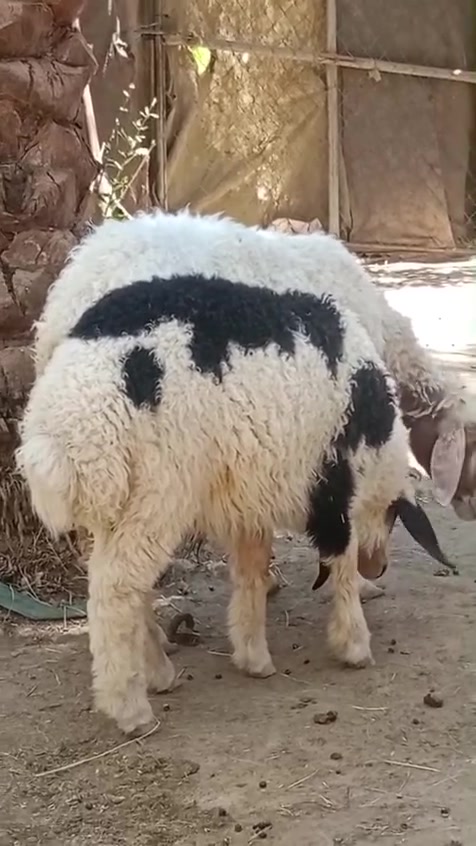 يا الله مطفل أول بطن وطليان 2عنواني كربلاء عون شارع بغداد عمود 276لمغلف ***********
