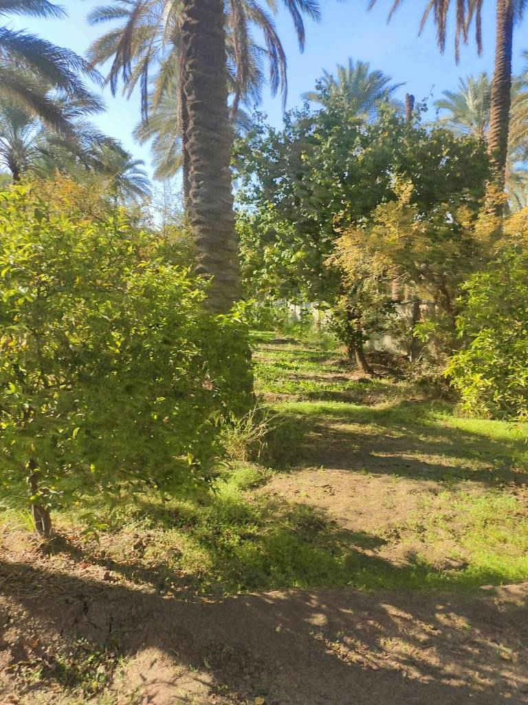 السلام عليكم دونم ونص دونم ونص مباشره بالحسينيه عالشارع مباشره بمنطقه العطيشي قريب على مدرسه السفير منطقه ابو تمر ببيت والمثل ما تشوفوه بستان مرتب وكامل جاهزه خدمات كامله مي مدارس كهرباء مي دلال اي استفسار اتصال بالرقم اللي راح نخليكم اياه بيكم خير وتدللوا وسعره مناسب ان شاء الله ابيع مستعجل اخوان
الاتصال ع الارقام 
***********
***********
