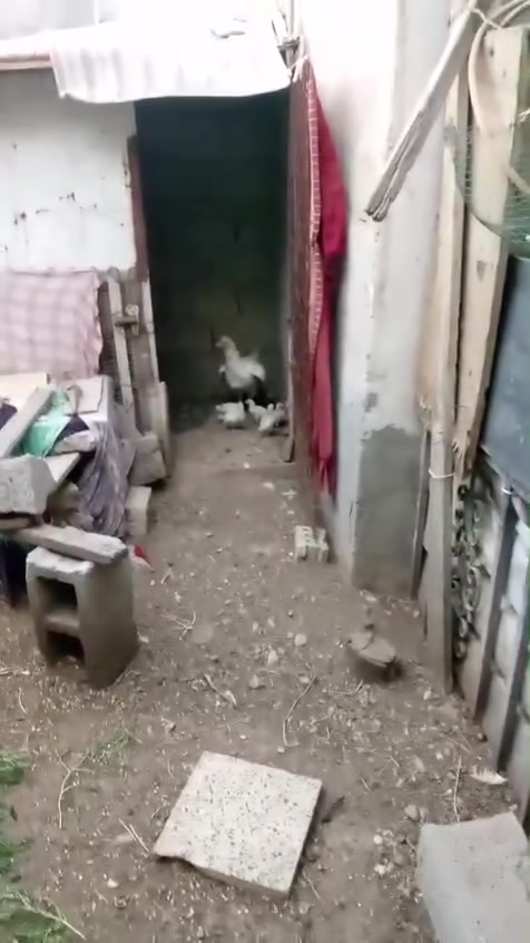 عمر شهر الافراح  ويا امهم ب ٥٠ الف دجاجة بيضة عرب خشنة وافراخها
شراي تفضل خاص


**إذا كنت صاحب هذا الإعلان وتريد حذفه لأي سبب، رجاءا أرسل رسالة إلى الدعم الفني**