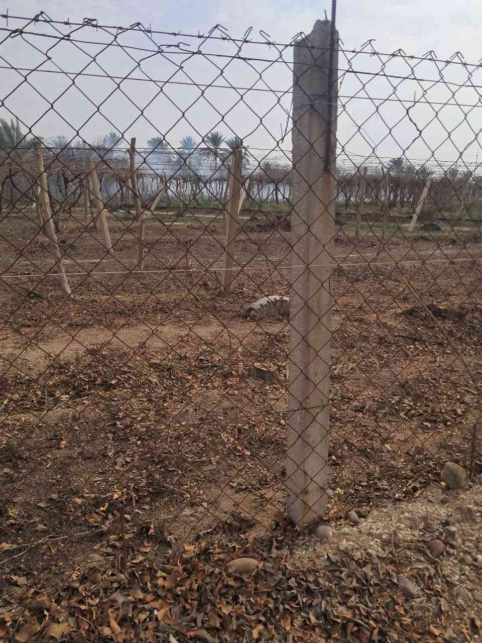 السلام عليكم للبيع قطعة أرض سند زراعي نموذج ٢٥ تحويل بسم المشتري مباشر ٥٠٠متر مزروعه بستان قرب باب السور قبل متعبر البزل تصلح سكن وتصلح منتجع ملاحظه 
1. لدينا عروض كثيره وبمختلف المساحات
 للاستفسار عن السعر والتفاصيل الاخرى مرسله الصفحه او اتصال على الرقم ***********
