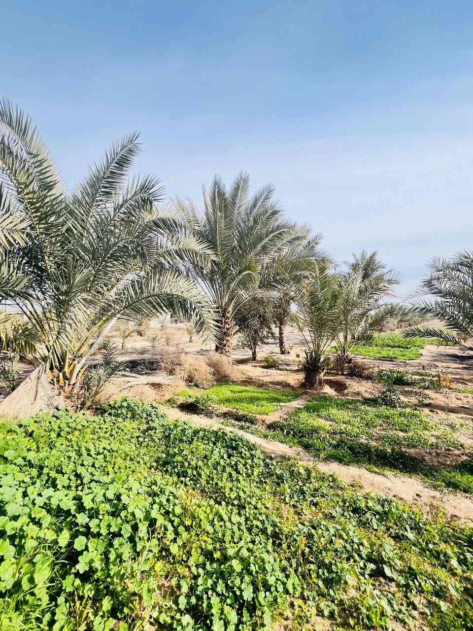 سلام عليكم 5دوانم للبيع سند25 واجهيه 30 متر  بيهن 2ابيوت مساحه. كل بيت  150 متر+ بير ماطور غطاس+ 250 نخله للستفسار ‏‪***********‬‏
