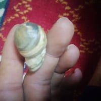 ناب • نادر • بصرة