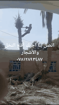 اتصل بنا اجيك أقلع النخل والأشجار  ٠٧٨١٢٨٩٣٤٨٧