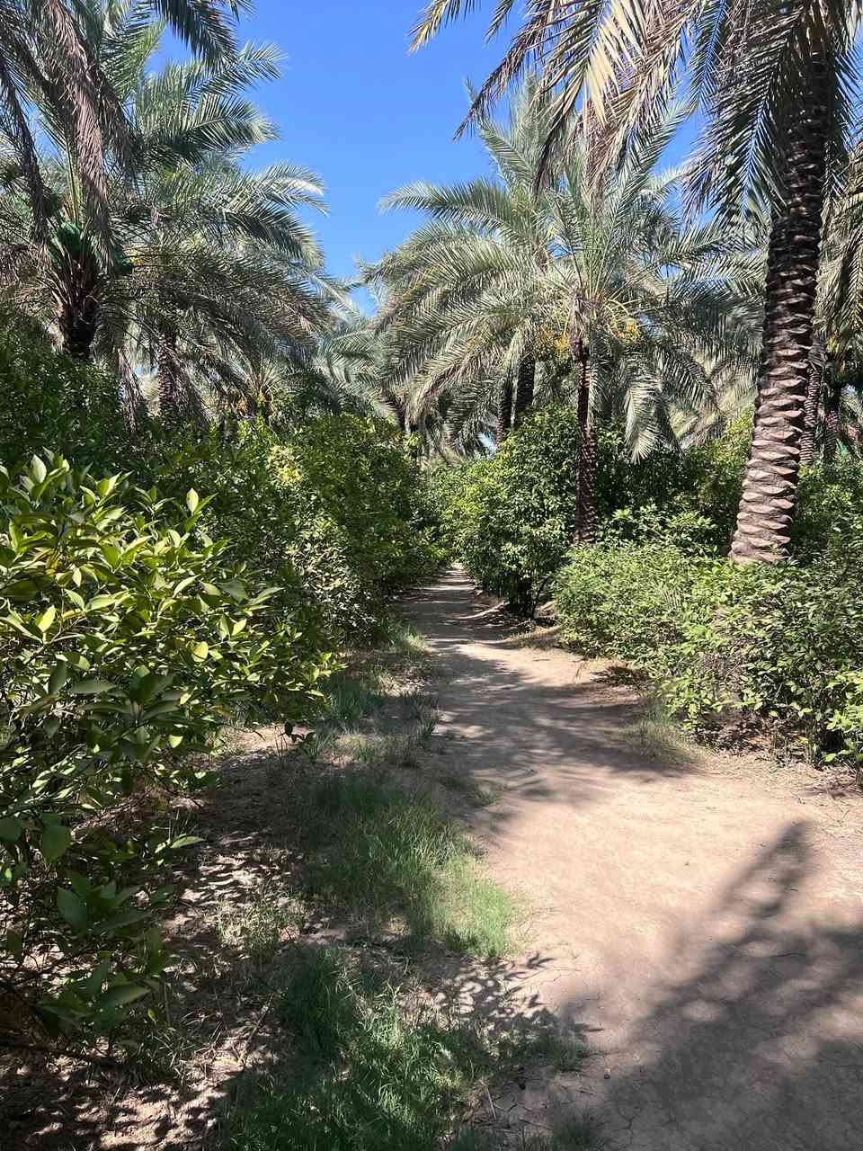 السلام عليكم
للبيع ارض زراعيه مع بستان مع دار سكن طابو زراعي سند 25 المساحه 16 دونم ونصف حصه مائيه  كهرباء مدارس  المكان واسط قضاء الصويره للاستفسار الاتصال على الرقم *********** او ***********
