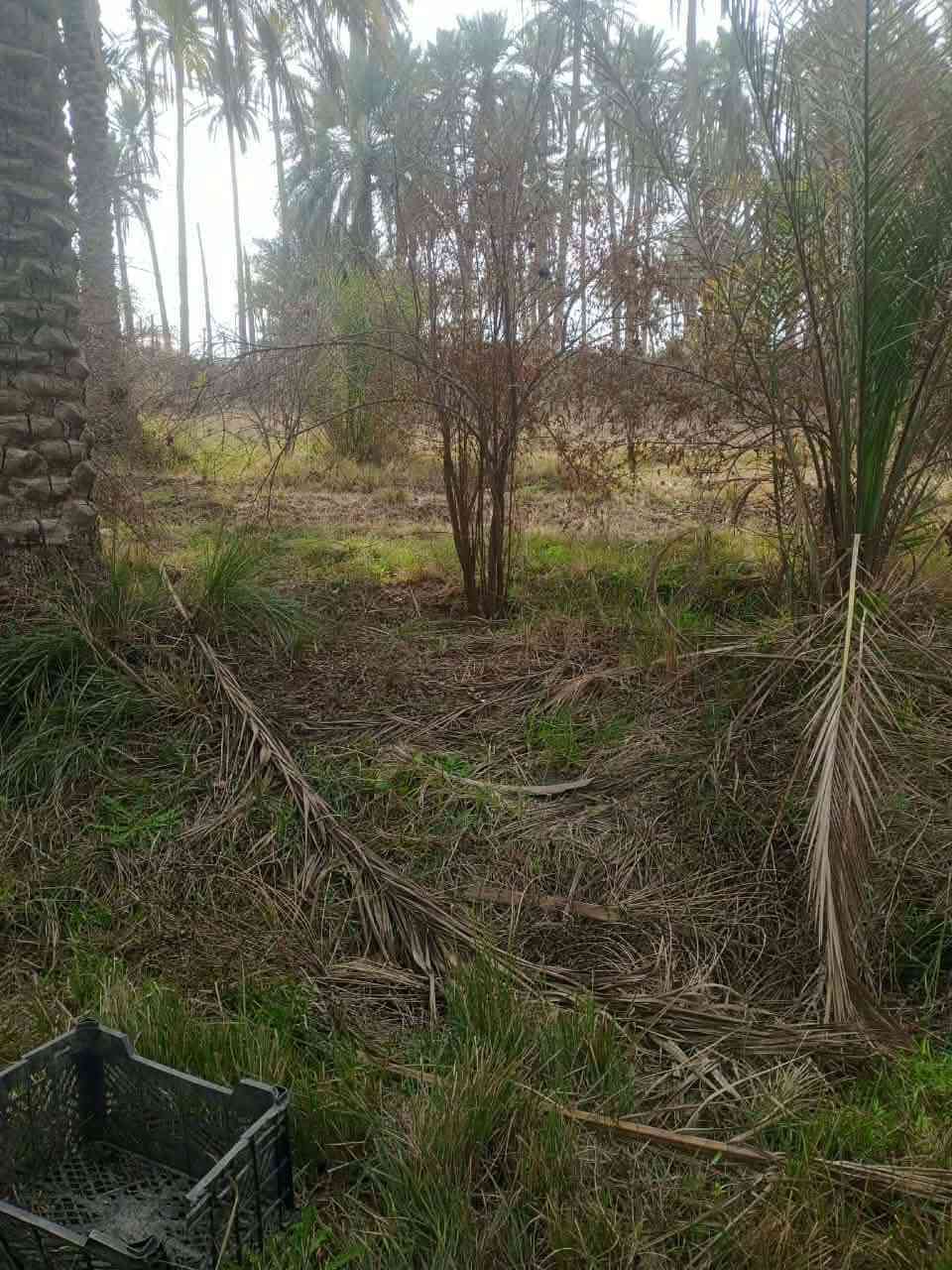 ارض للبيع مساحة 5 دونم عقد
واجهة ٢٥٠م 
تحتوي على ١٢٠ نخلة حمال وتين ورمان 
وبوكس غرفتين نوم /صالة / استقبال / مطبخ 
ارض زراعية ١٠٠%
ماء وطريق وكهرباء رسمي 
الموقع الجوادية 
***********
للأستفسار اكثر مراجعة مكتب الورد للعقار قرب فلكة الساعة مجاور مكتب الجزيرة مقابيل مركز الشباب
