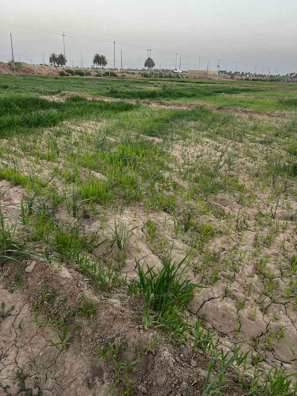 خمسه دونم للبيع طابو زراعي سند ٢٥ منطقه الحكانيه 
سعر الدونم ٦٥مليون خدمات مي سقي وكهرباء التبليط يبعد عنها ٣٠٠متر عرض الشارع ١٢متر 
للاستفسار اكثر الاتصال ع
***********
او زياره مكتب الوسام الهندسي للعقار نهايه جامعه بابل
