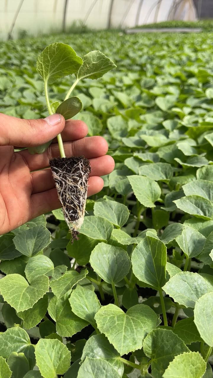 بسم الله الرحمن الرحيم 
يتوفر دايات بطيخ بكافة لاصناف و النوعيات 
صنف بطيخ عبير
صنف بطيخ مي
صنف بطيخ كاسيو (مخطط )
العنوان اليوسفية الطريق السريع قبل علوه بغداد المركزيه 
مجاور شركة ديار الكرم
للاستفسار والطلب لاتصال بال ارقام التالية 
عمر الجبوري ***********
م/بكر عمر ***********
