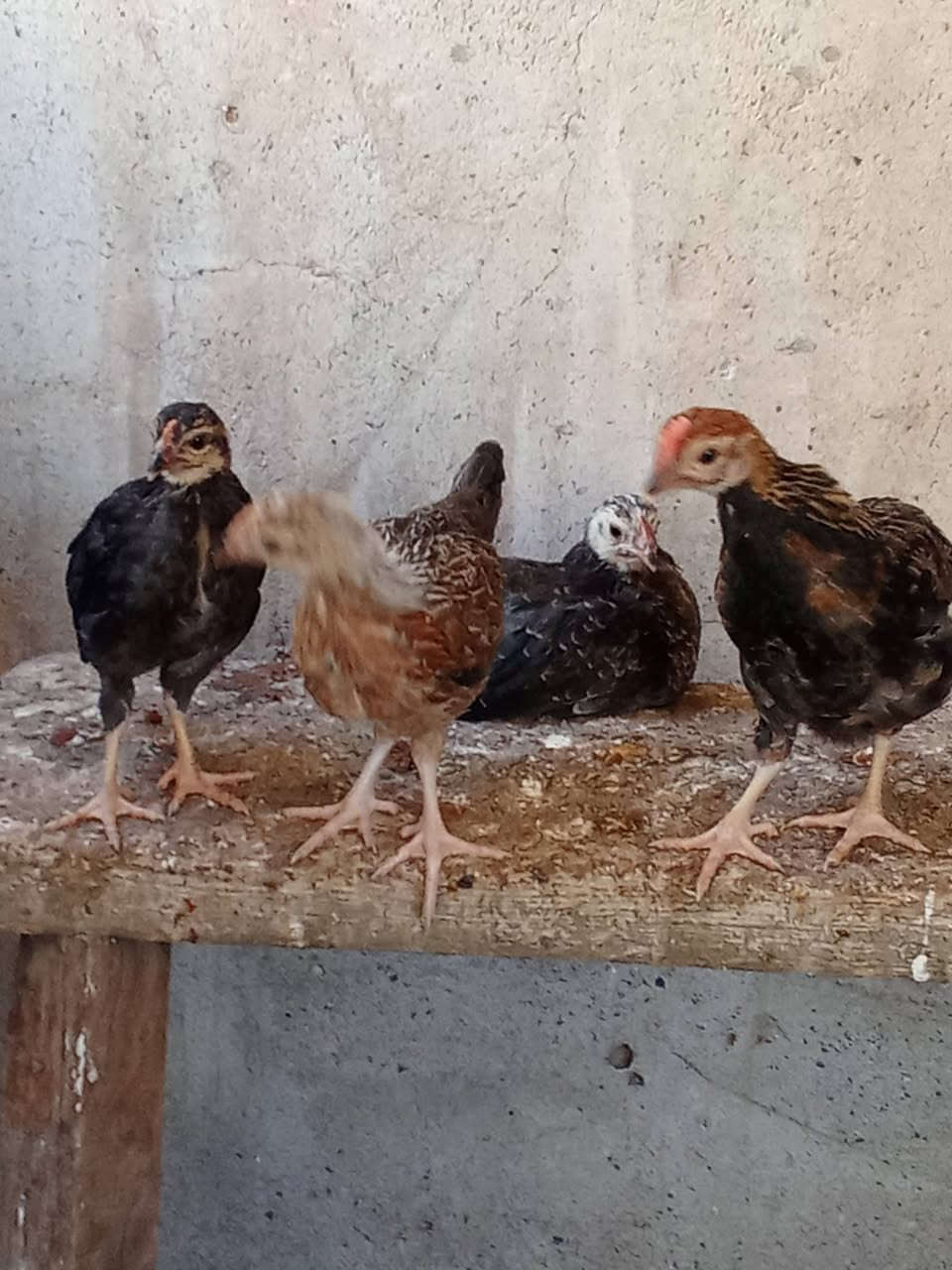 متاح
صواصي كويتي كحالي نقي 
شرط اصلي 
ملقحين كامل ثلاثي ورباعي زيتي 
نشطين فول نضافه فول 
عددهم ١٠ تكات 
عمرهم فوك الشهر 
س ع ر الزوج ٢٥ الف 
عنواني موصل ايسر كوكجلي 
خاص مفتوح


**إذا كنت صاحب هذا الإعلان وتريد حذفه لأي سبب، رجاءا أرسل رسالة إلى الدعم الفني**