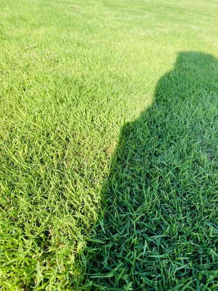 🌱✨ تخفيضات لفترة محدودة ✨🌱

وفرنا لكم ثيل طبيعي (هندي – إيطالي – فرنسي) بجودة عالية وسعر تنافسي، إنتاج خاص من مزارعنا ✅

📌 المميزات:

نوعية ممتازة ومثالية

مناسب للمنازل، الحدائق، الملاعب، الدوائر، وتجهيز المشاتل

أسعار مميزة وتختلف حسب الكميات الكبيرة

خدمة توصيل لجميع محافظات العراق

🚚 التوصيل مجاني

📞 للطلب والاستفسار:
*********** 
***********
