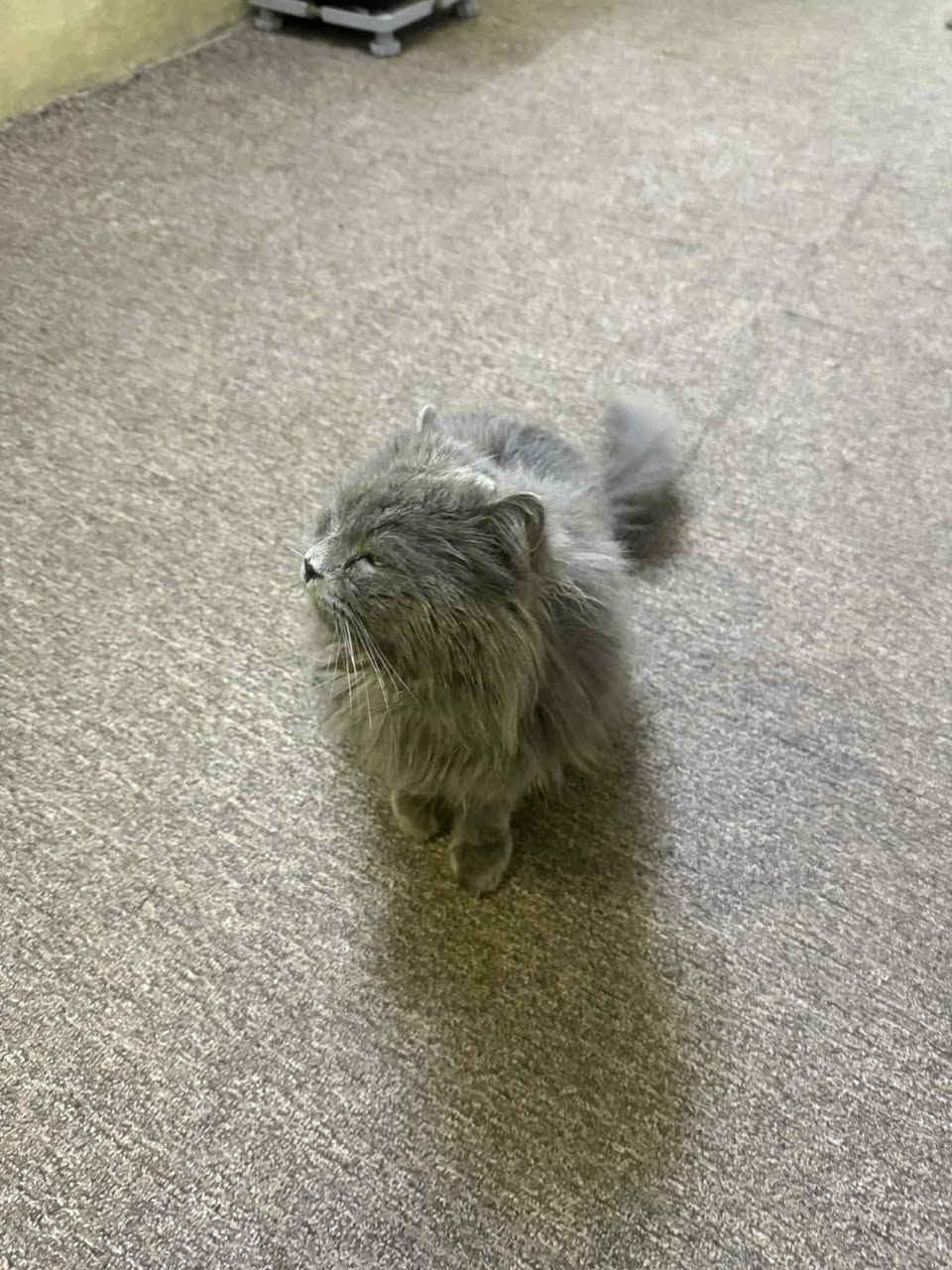 بيع مستعجل 
بزونة للبيع قيم وأخذ 
***********
