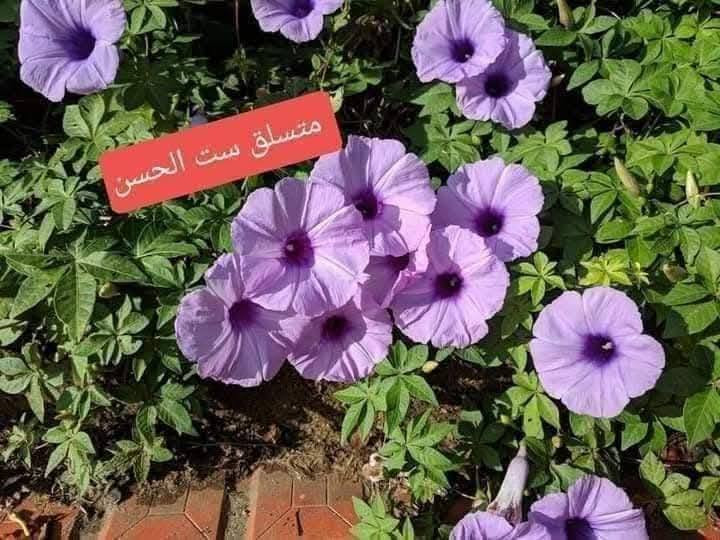 متاح لدينا شتلات نبات ورد متسلق ست الحسن أبيض الازهار دائمي وست الحسن بنفسجي الازهار دائمي
لطلب والحجز واتساب *********** السماوه أو مراسلة الصفحه يوجد خدمة توصيل طلبات داخل السماوه ولكافة المحافظات لباب البيت أنواع البذور الاستوائية النادره
متاح لدينا شتلات نبات ورد متسلق ست الحسن أبيض الازهار دائمي وست الحسن بنفسجي الازهار دائمي
